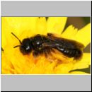 Panurgus sp - Zottelbiene 01a 8mm.jpg